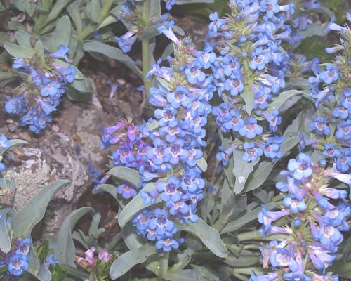 Penstemon nitidus