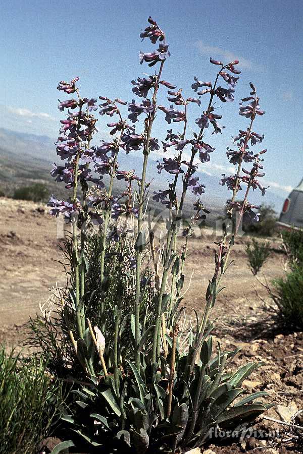 Penstemon pachyphyllus