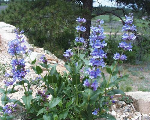 Penstemon payettensis