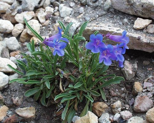 Penstemon paysoniorum