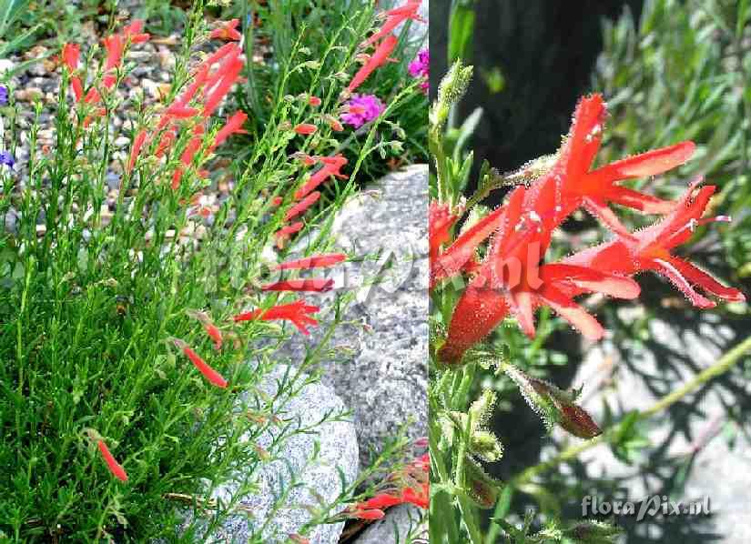 Penstemon pinifolius