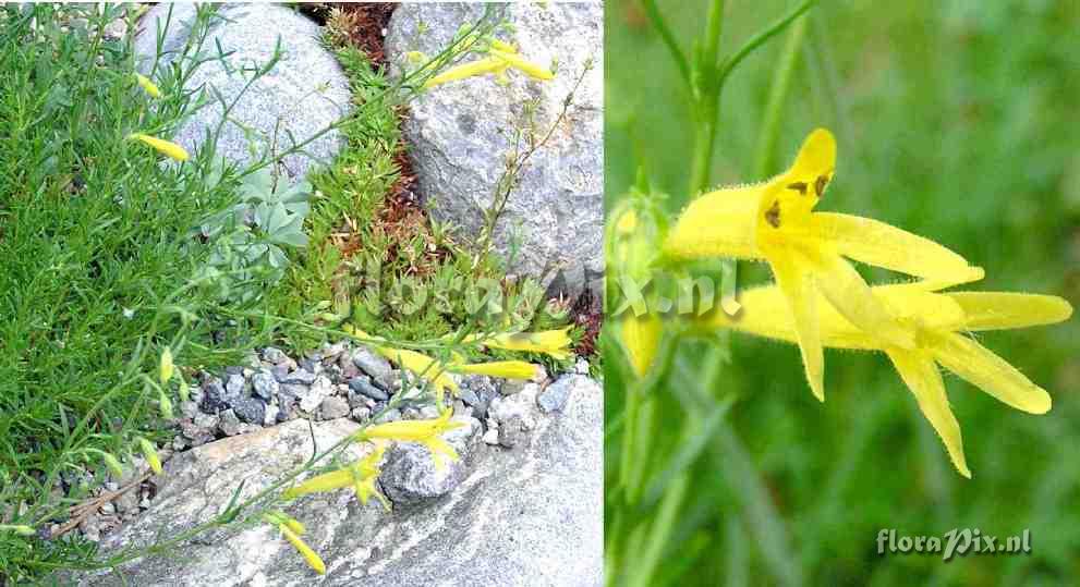 Penstemon pinifolius 