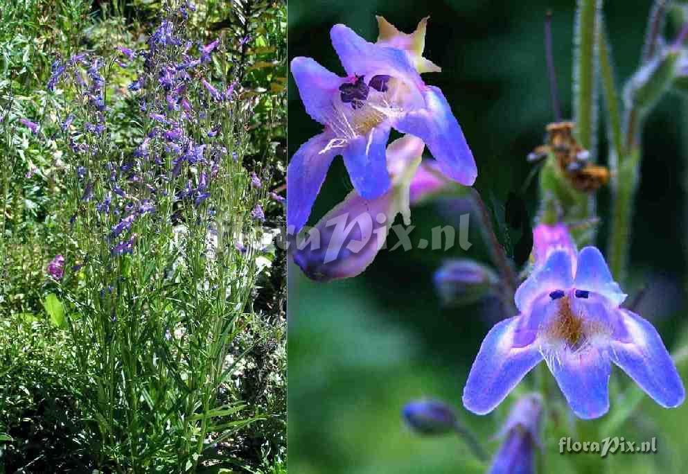 Penstemon pseudoparvus