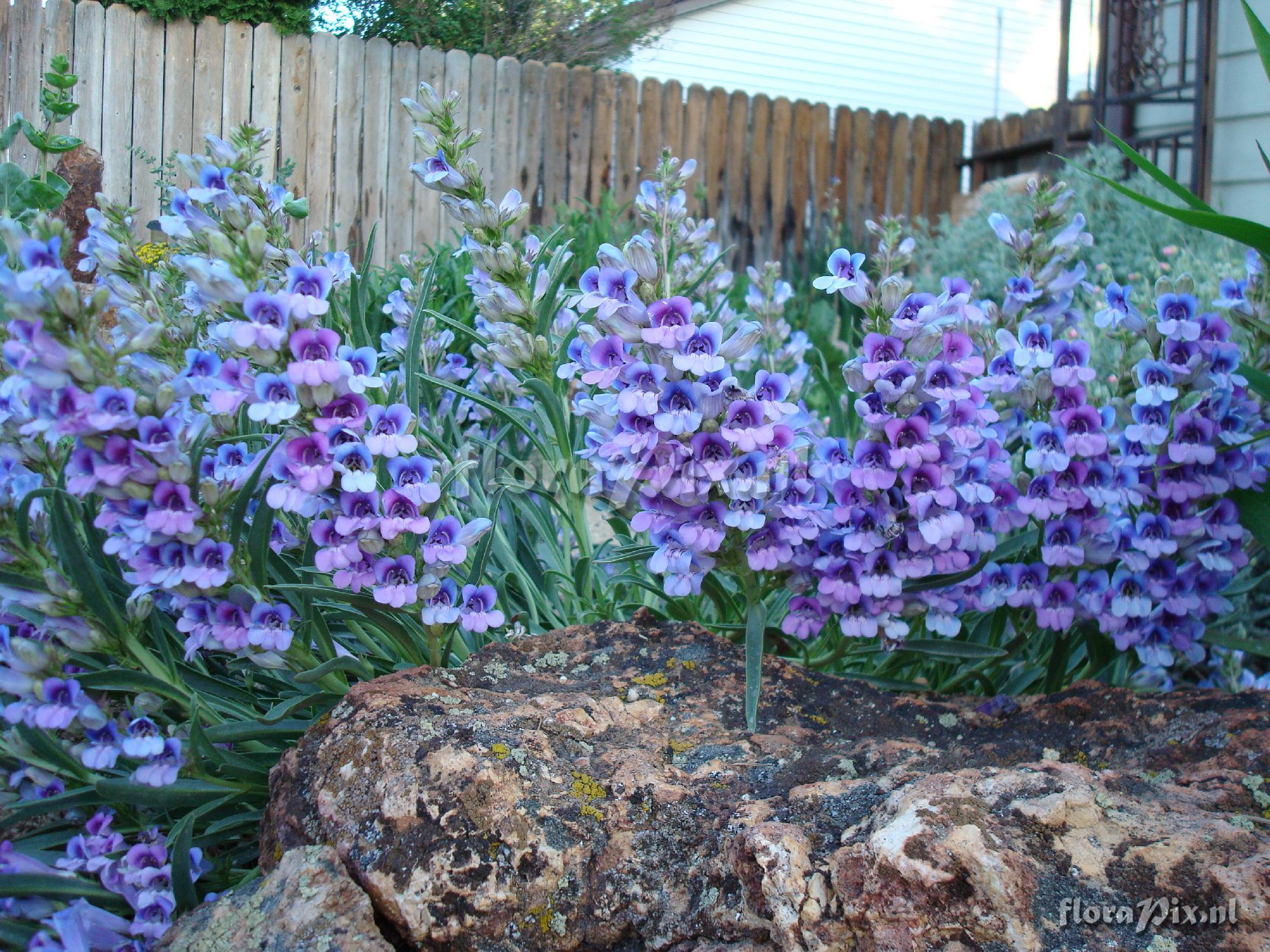 Penstemon speciosus