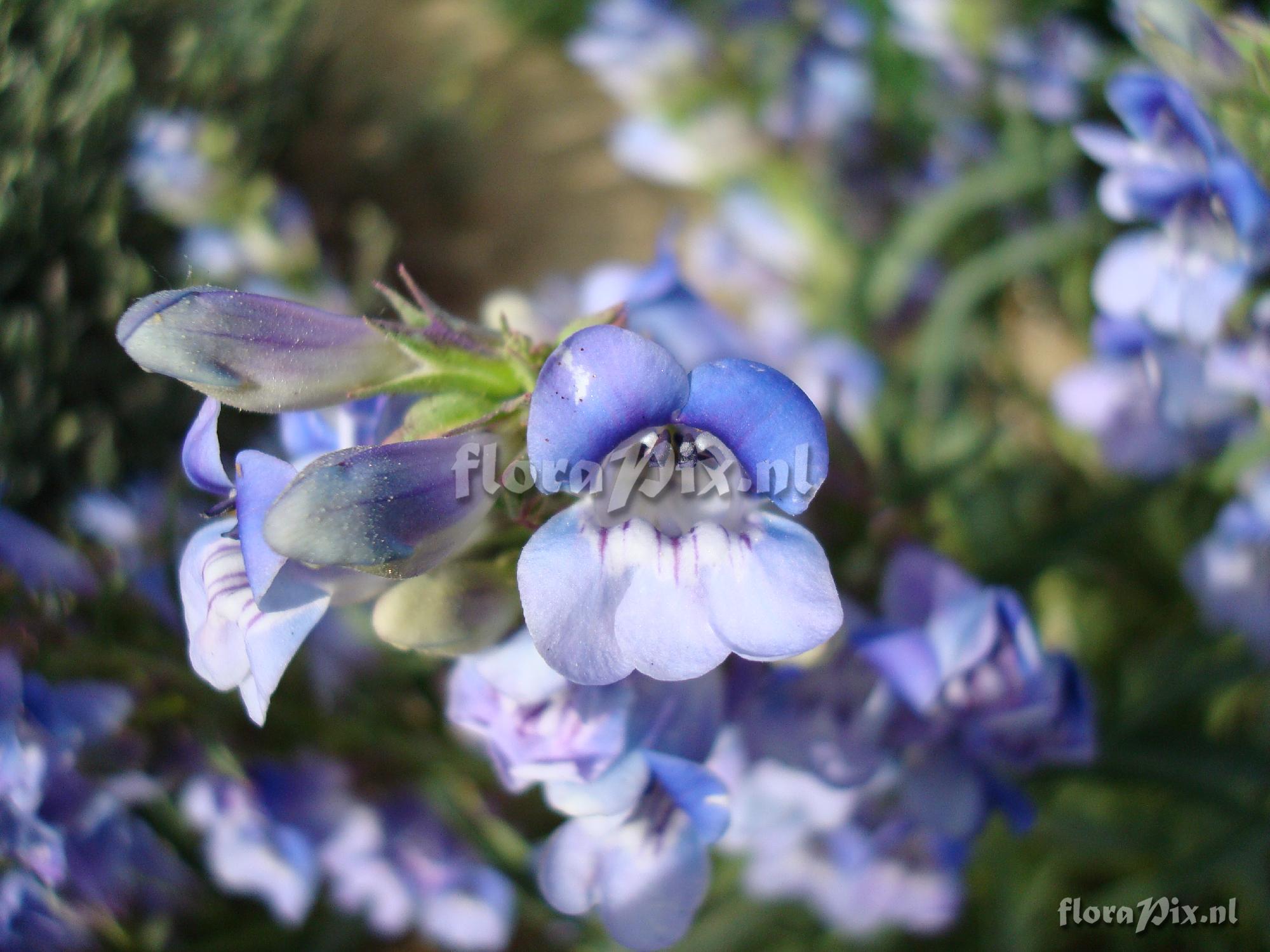 Penstemon speciosus