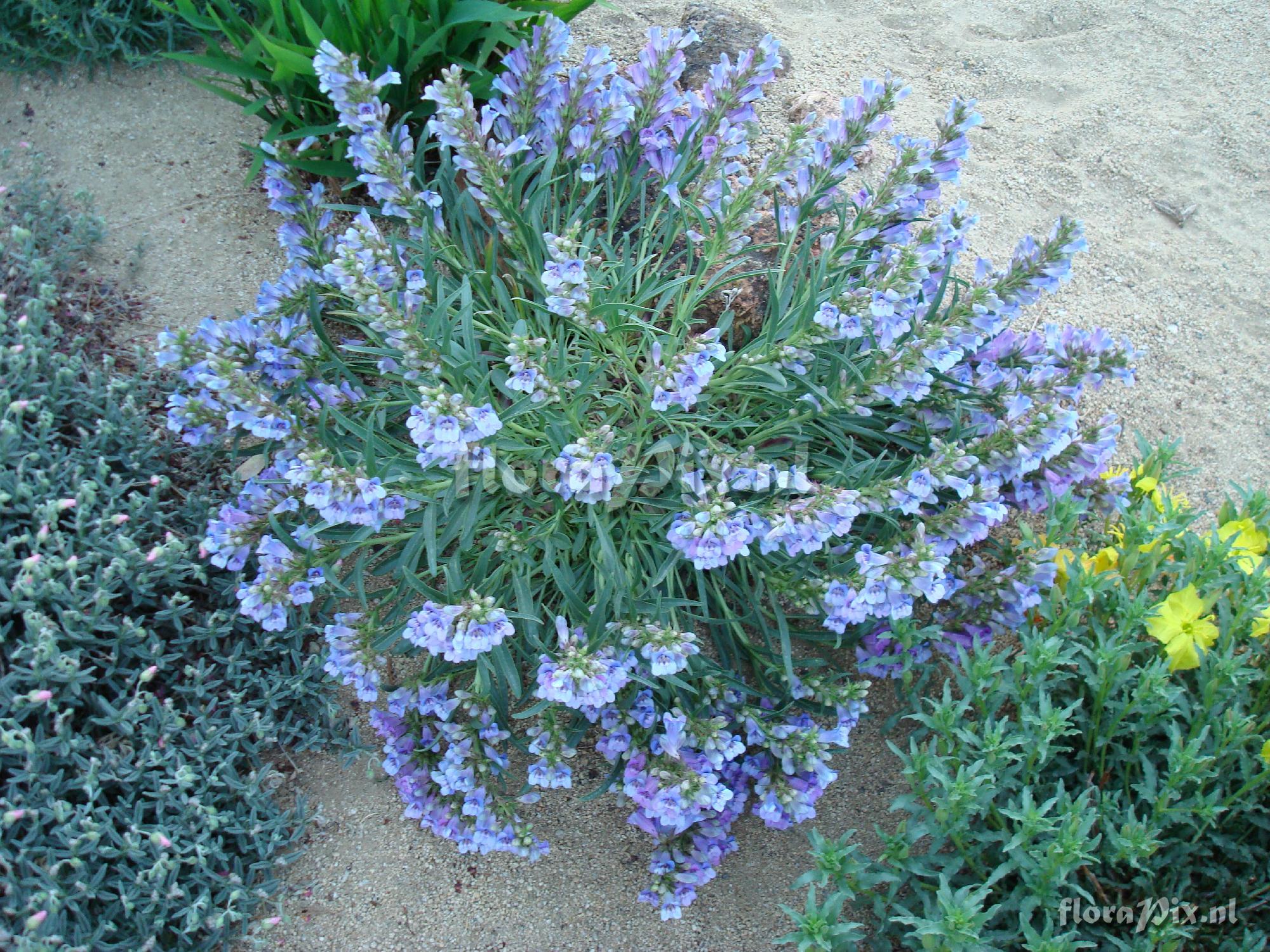 Penstemon speciosus