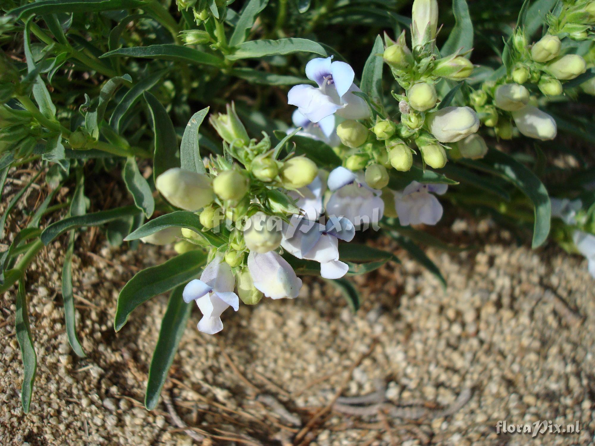 Penstemon speciosus