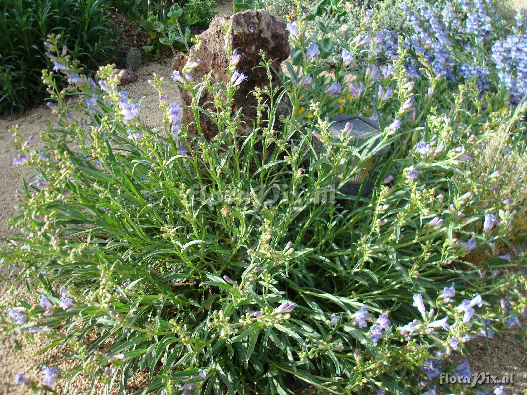 Penstemon speciosus