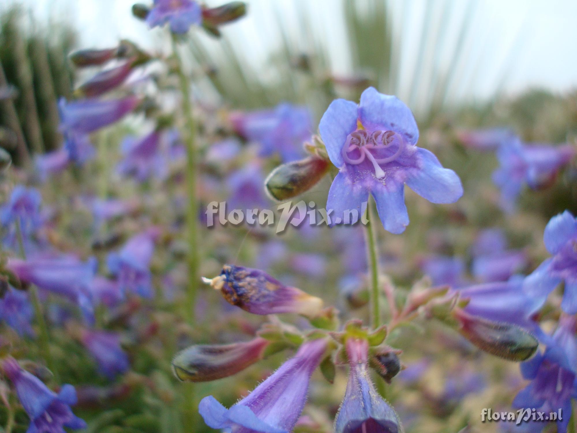 Penstemon gracilentus