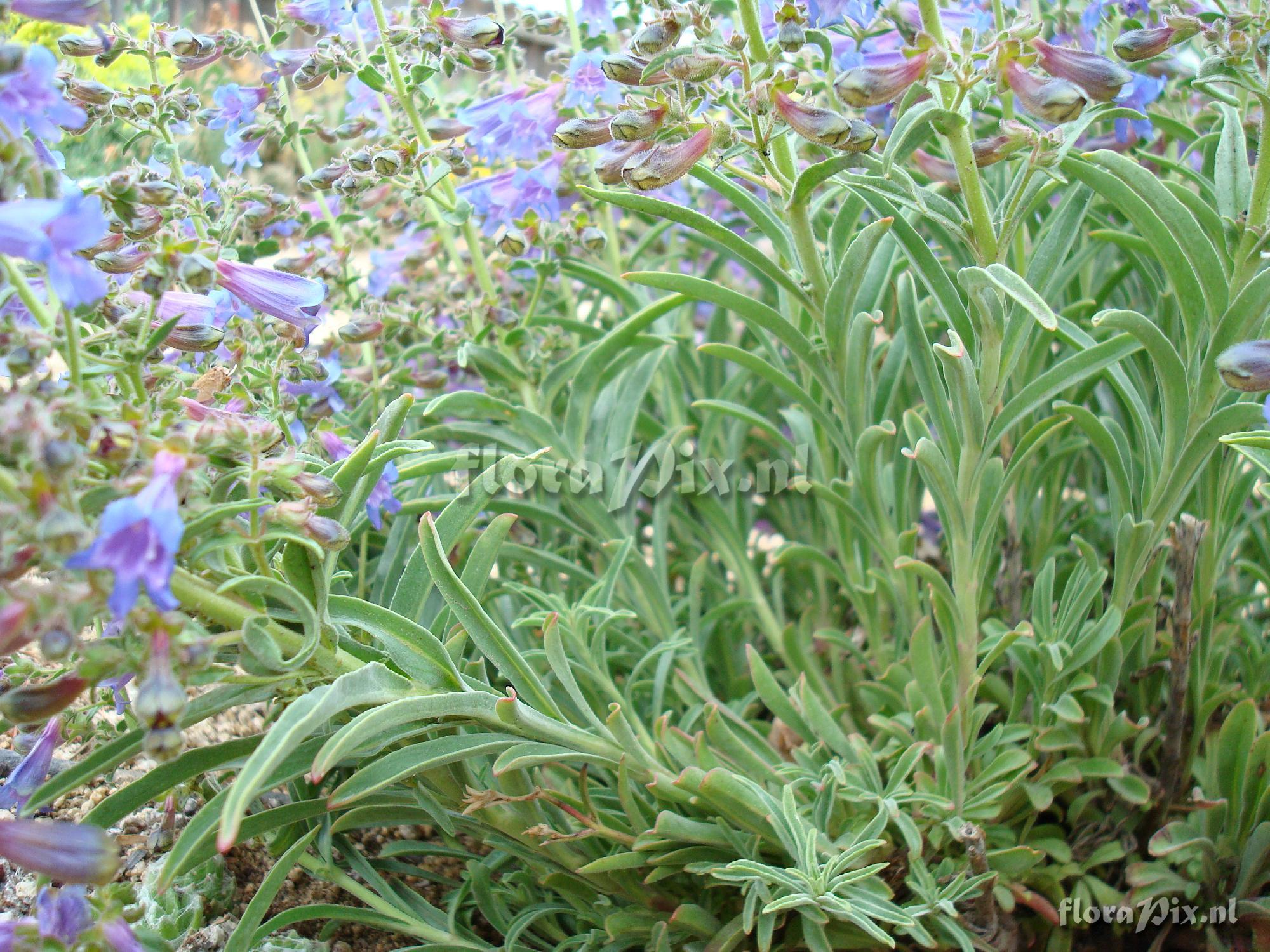 Penstemon gracilentus