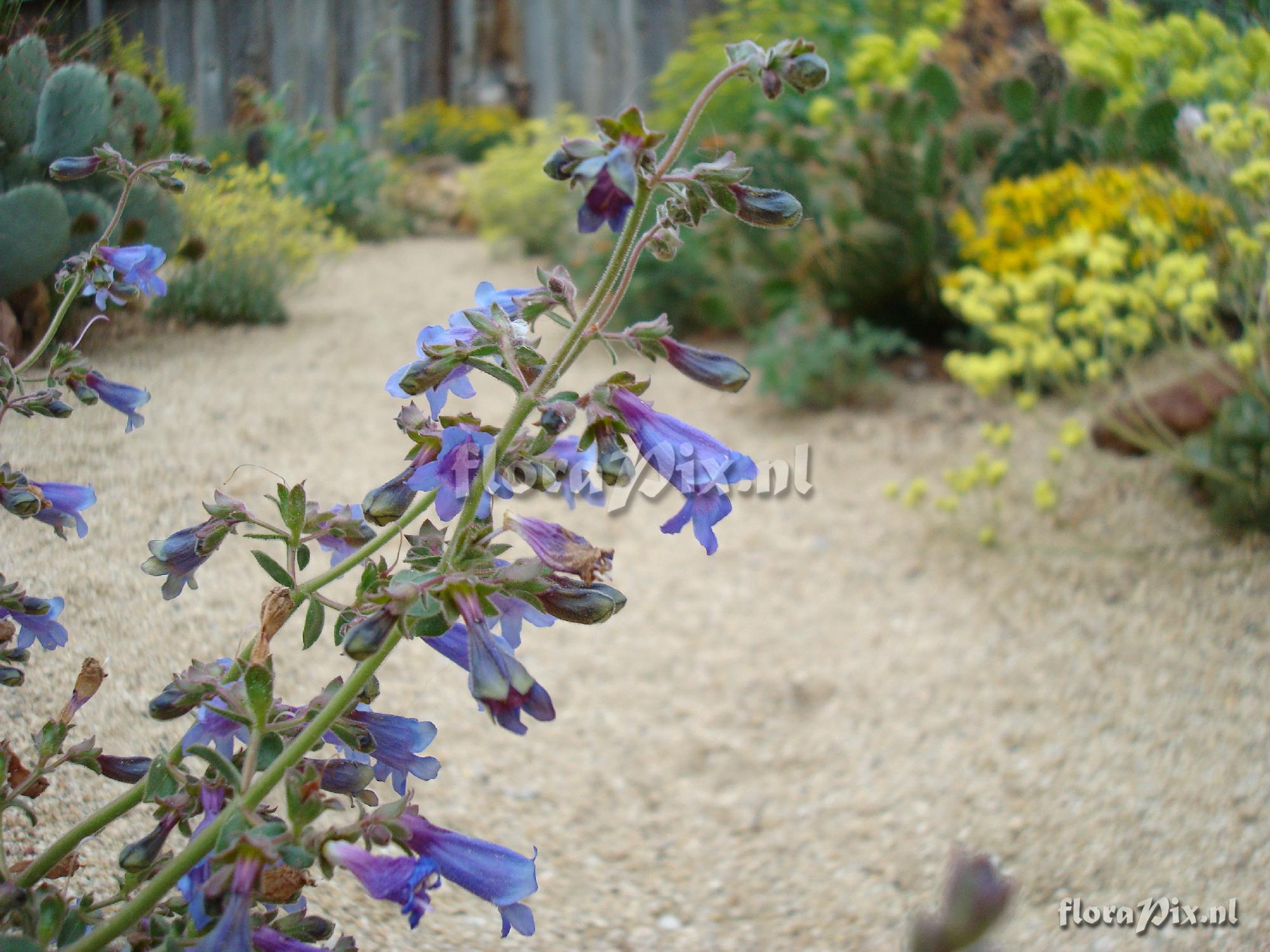 Penstemon gracilentus