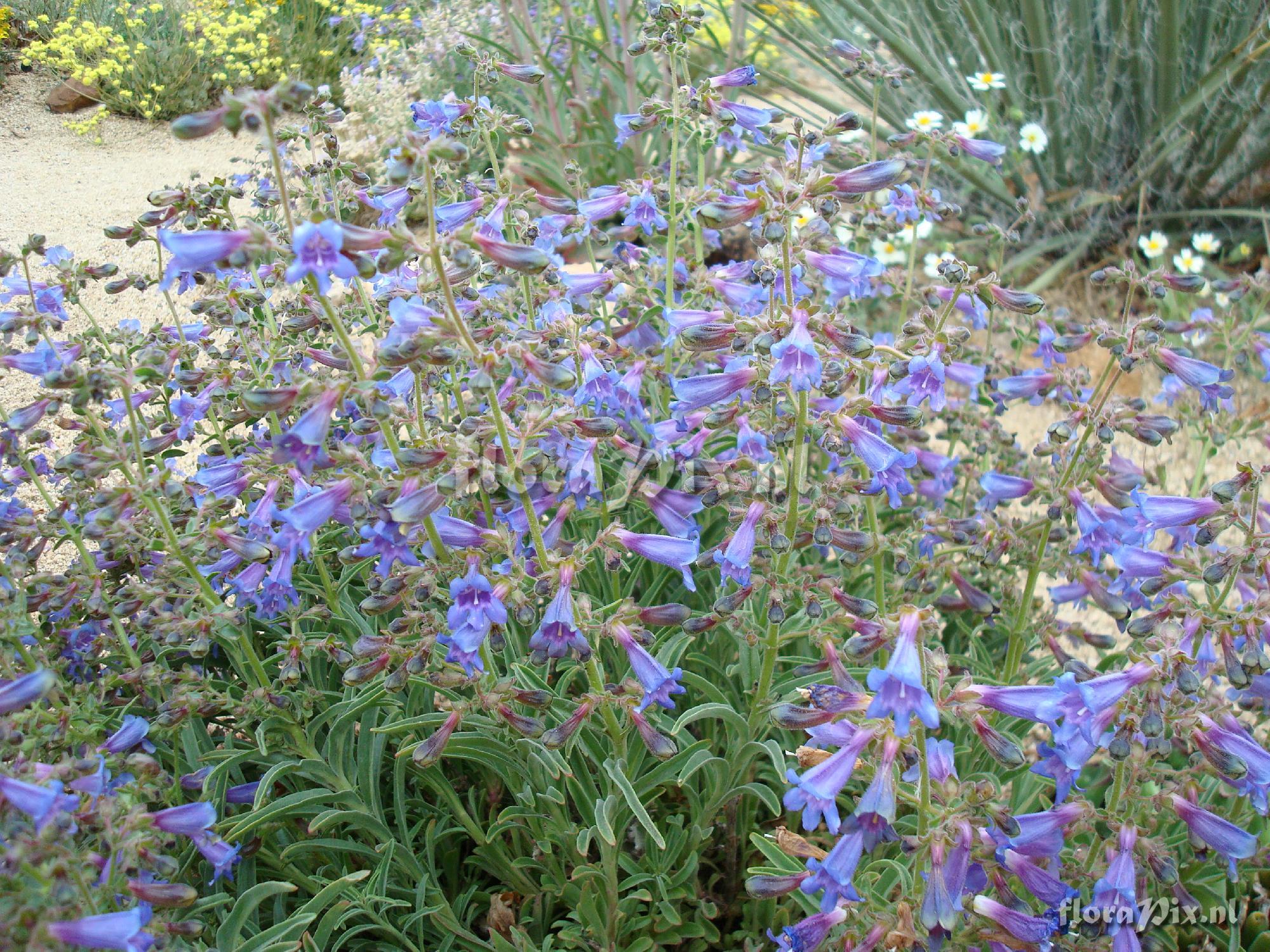 Penstemon gracilentus