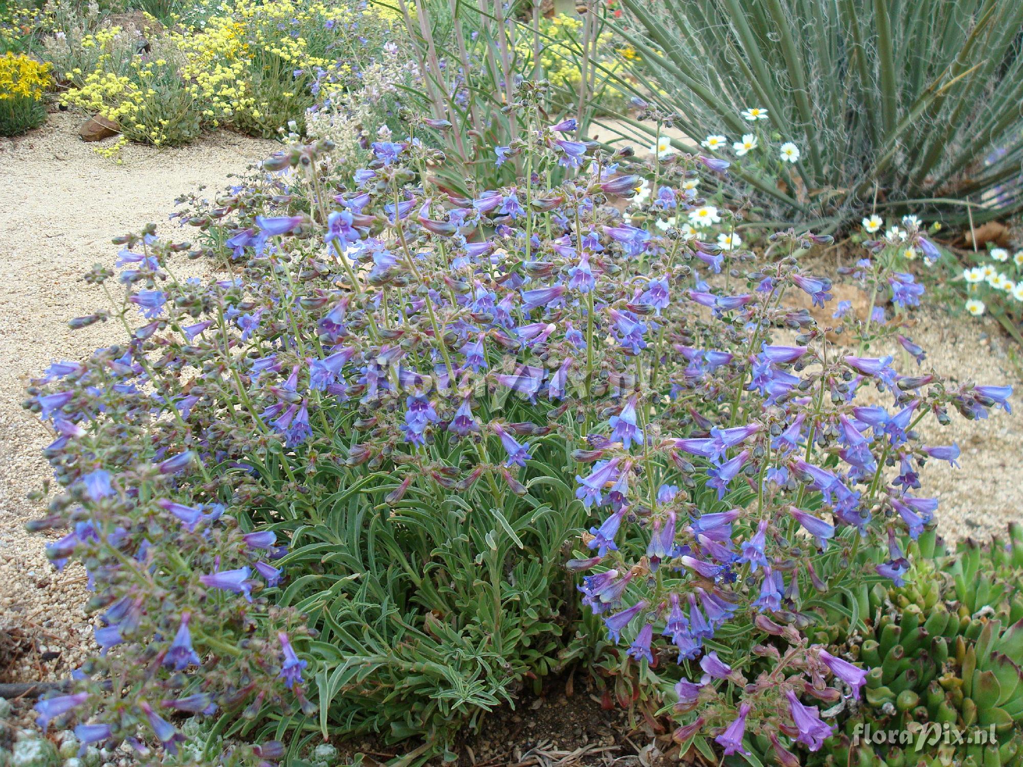 Penstemon gracilentus