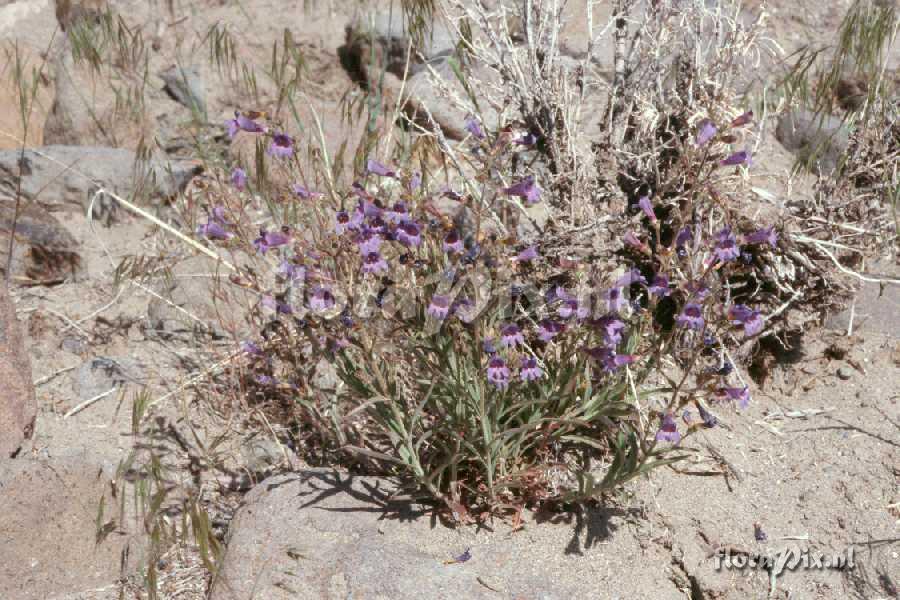 Penstemon roezlii