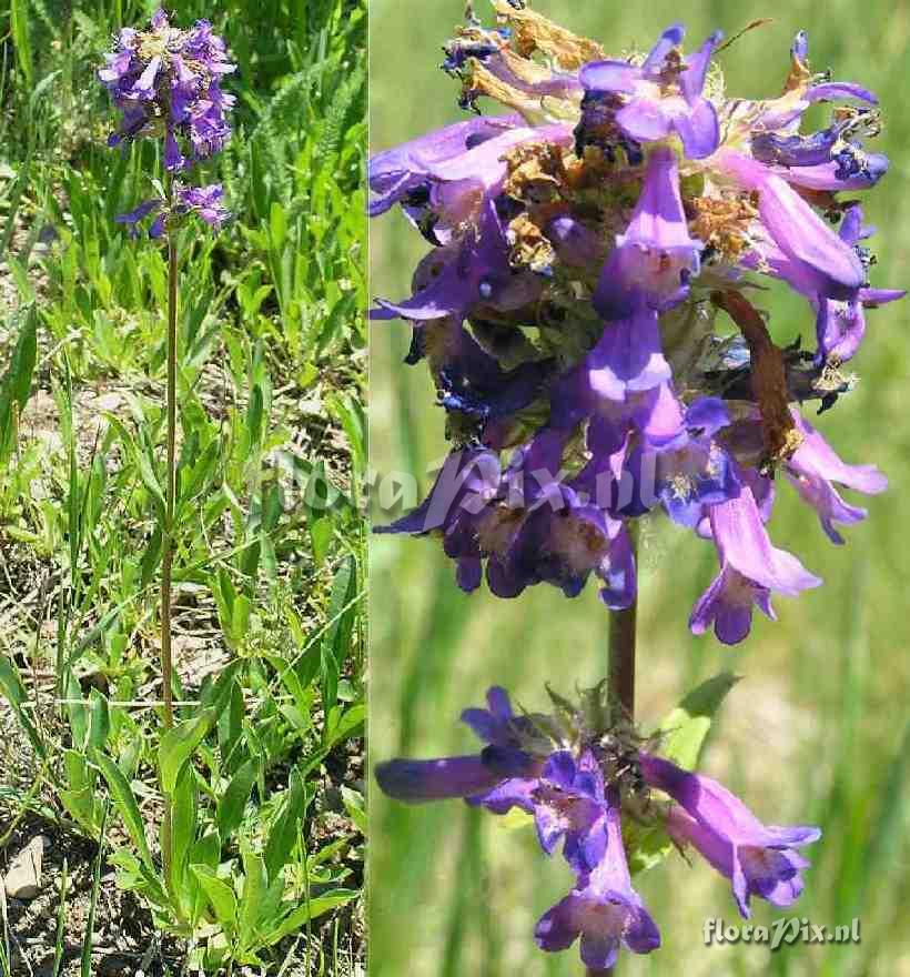 Penstemon rydbergii