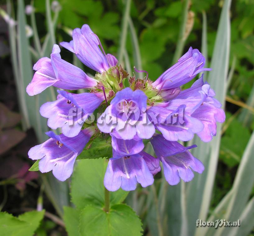 Penstemon serrulatus