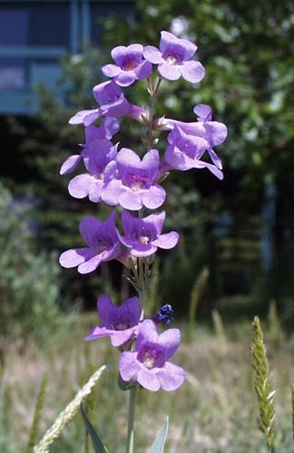 Penstemon secundiflorus