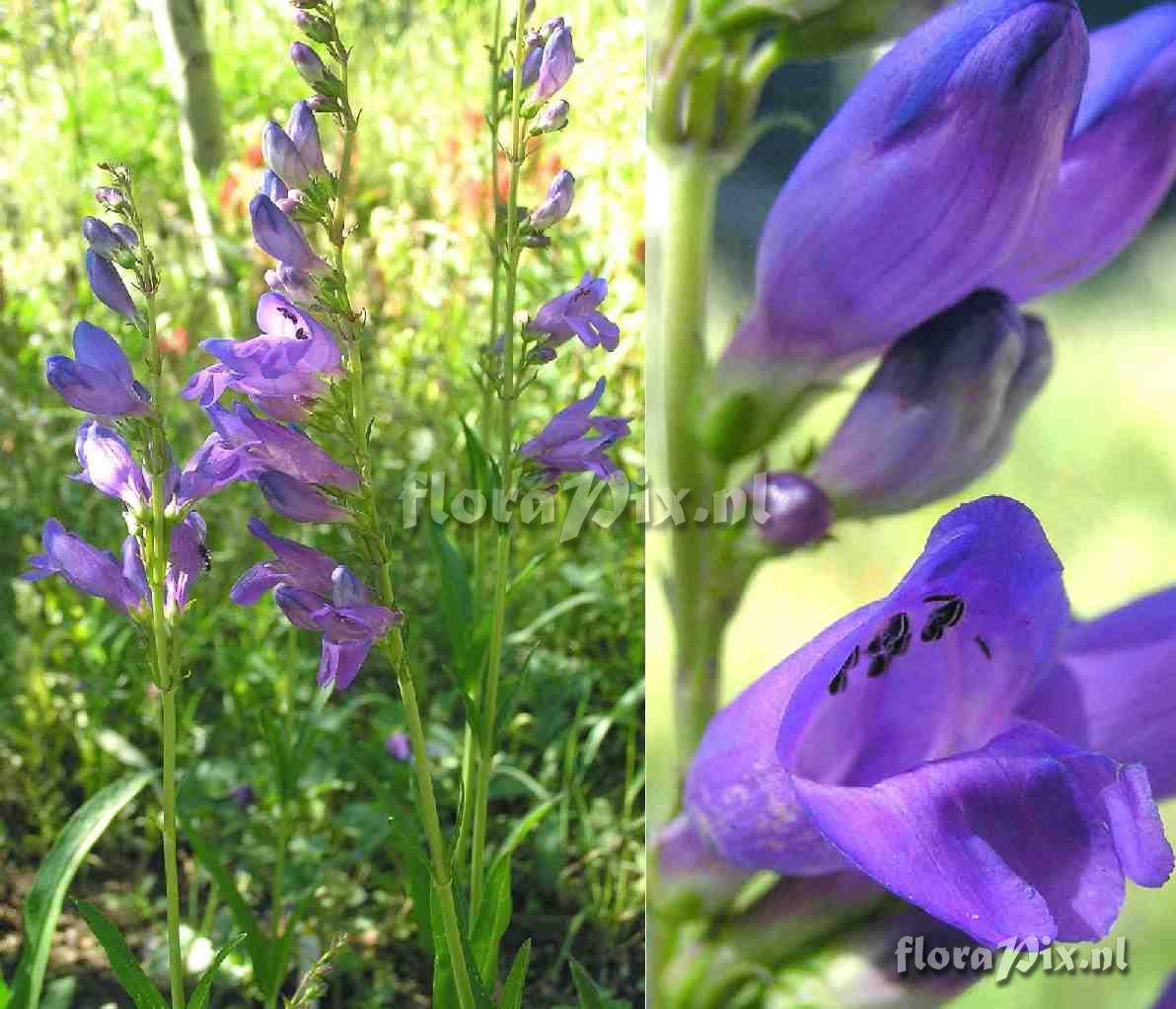 Penstemon strictus