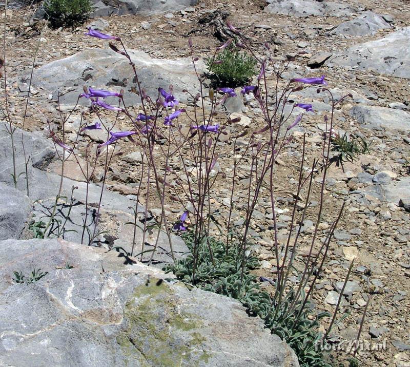 Penstemon scapoides