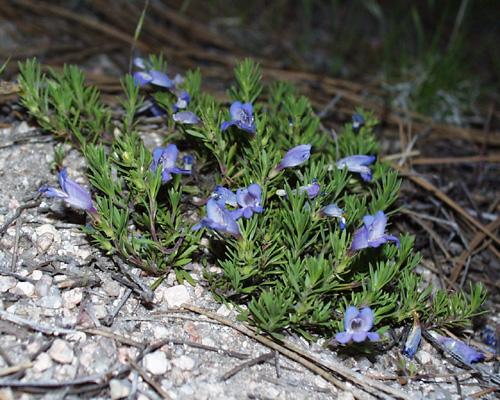 Penstemon teucrioides