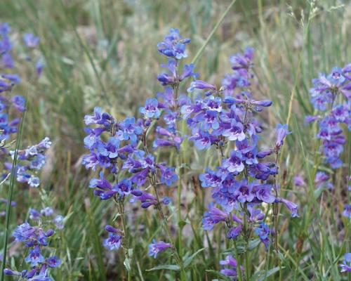 Penstemon virens