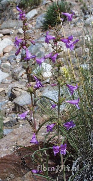 Penstemon virgatus subsp. asa-grayi