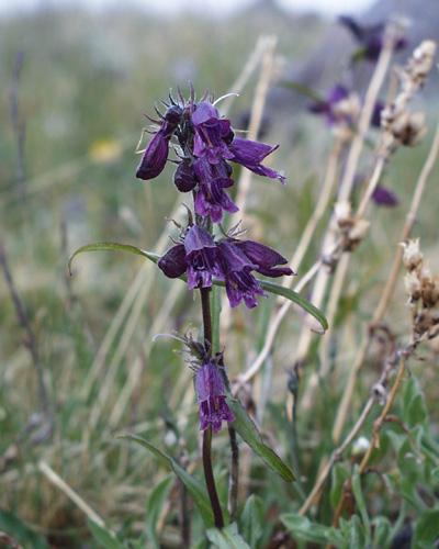 Penstemon whippleanus