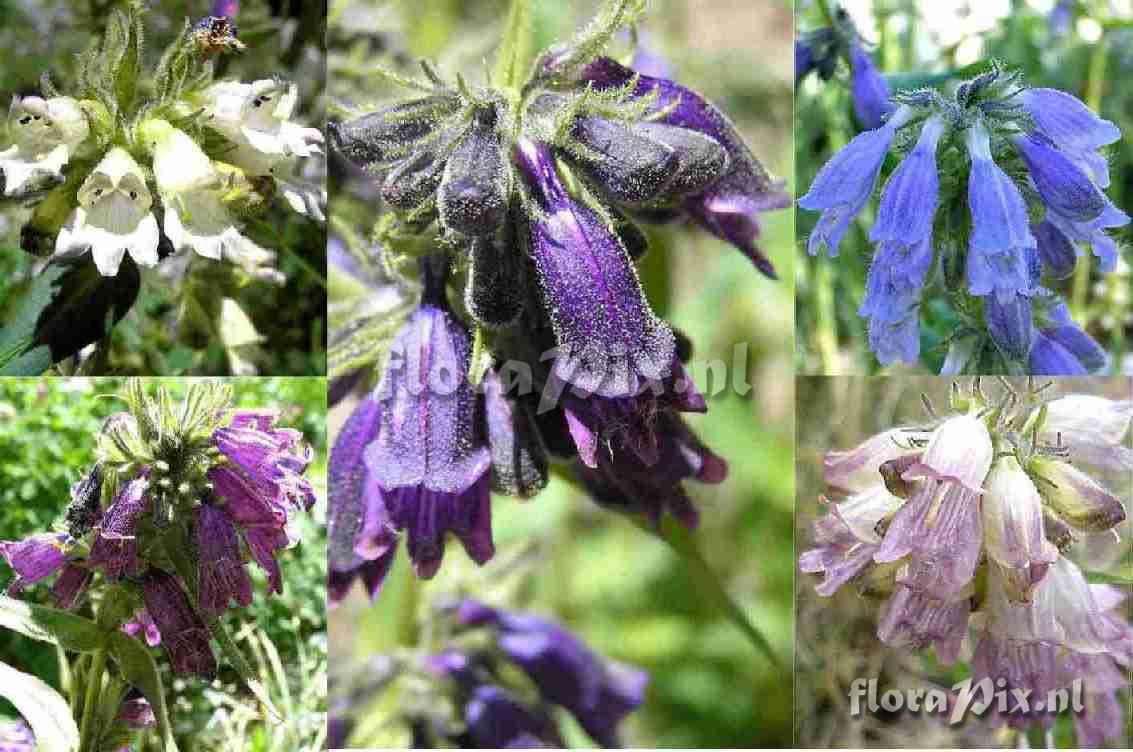 Penstemon whippleanus