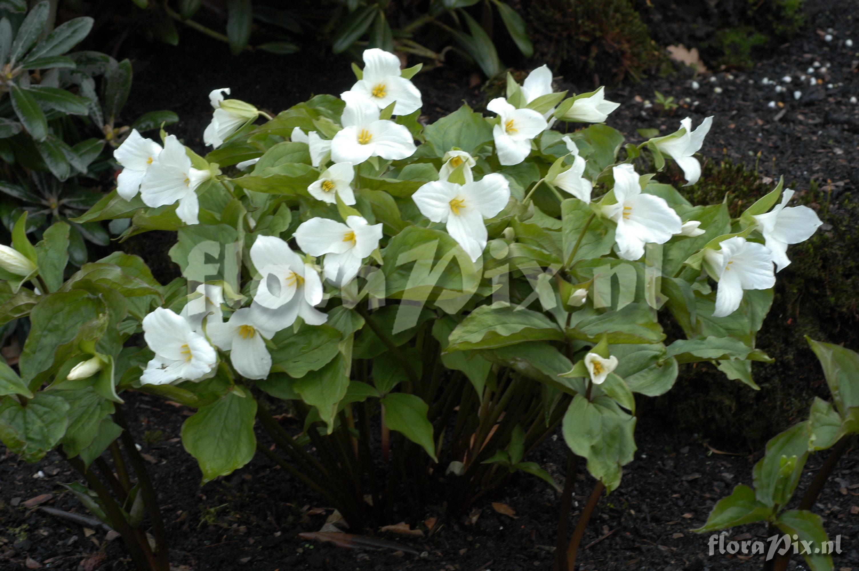 Trillium grandiflorum
