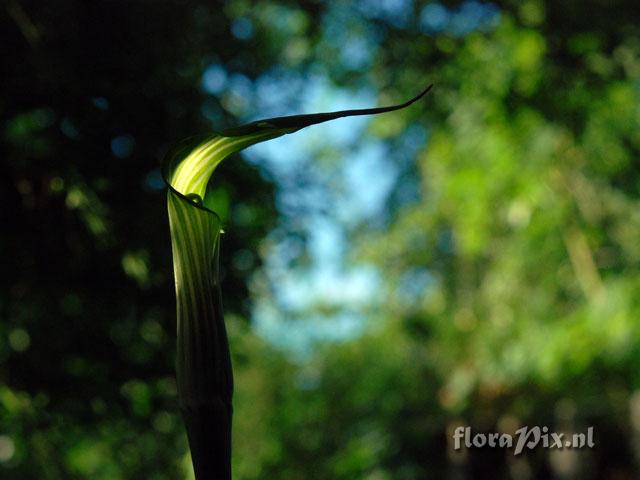 Arisaema concinnum