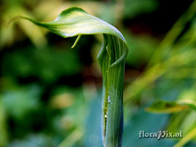 Arisaema jacquemontii