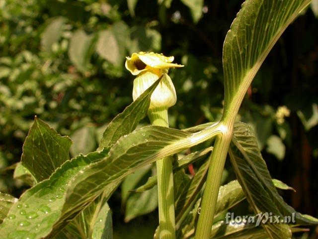 Arisaema flavum