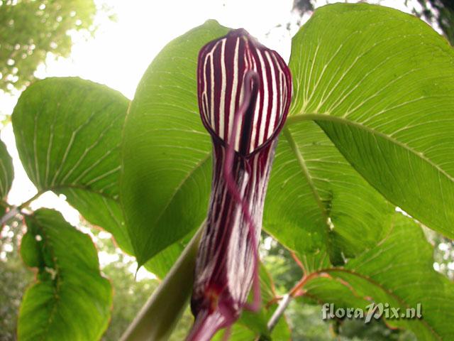Arisaema costatum