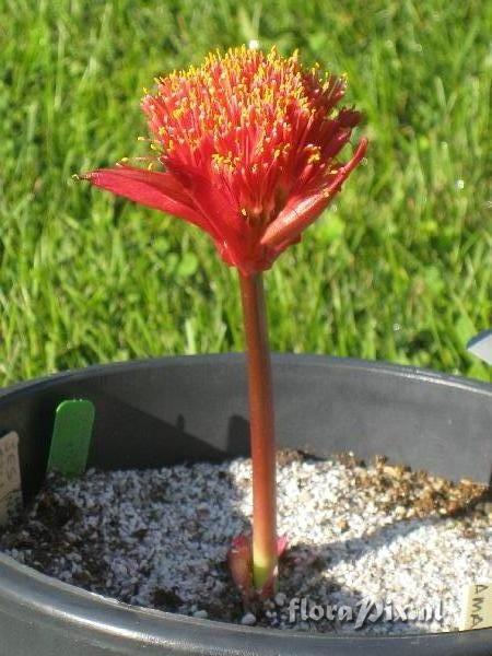 Haemanthus namaquensis