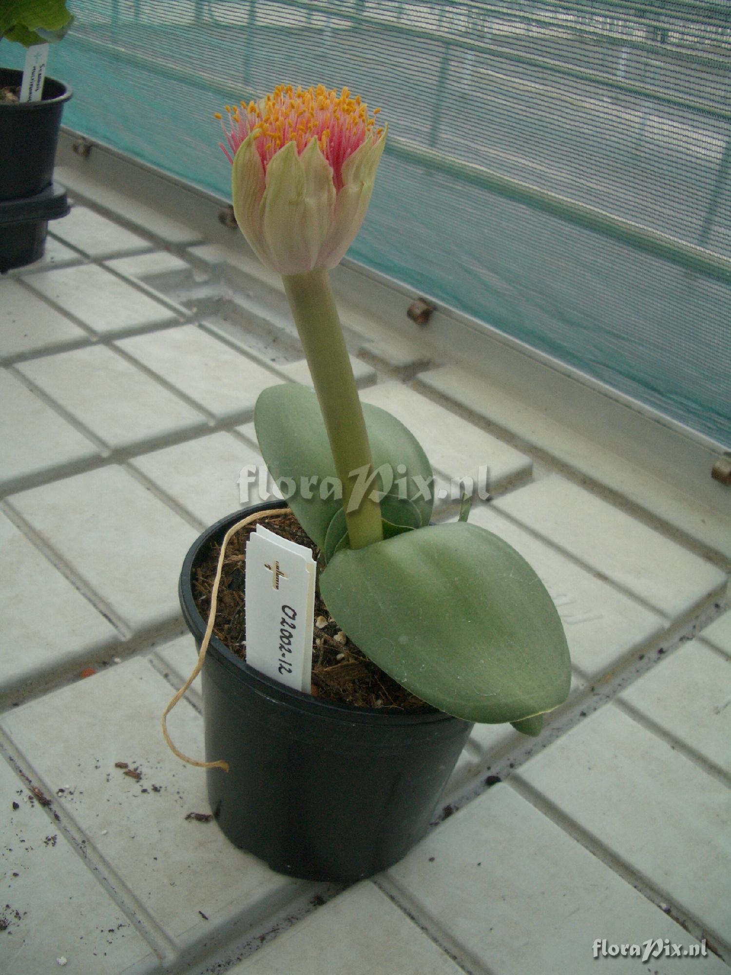 Haemanthus hybrid