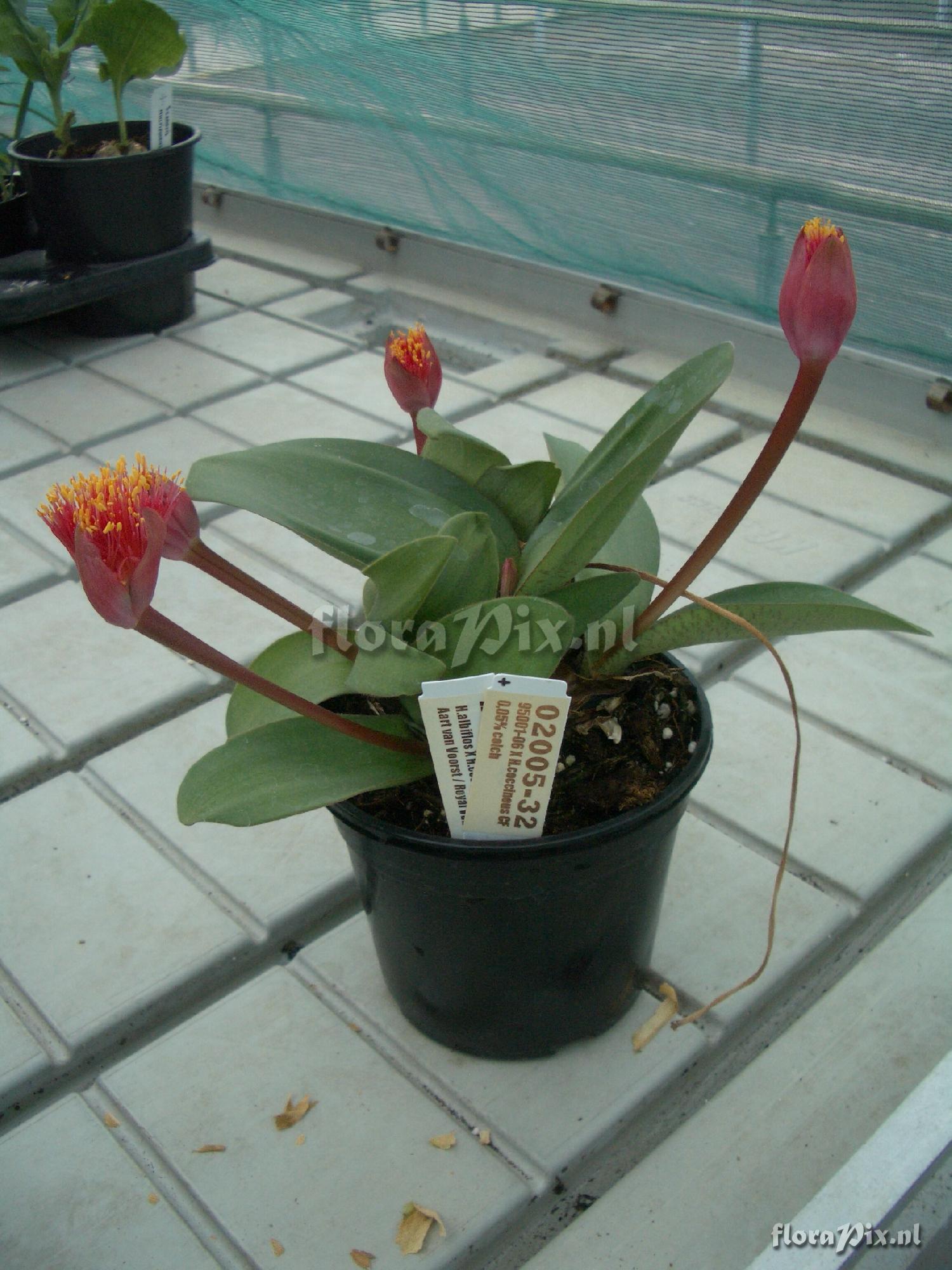 Haemanthus hybrid