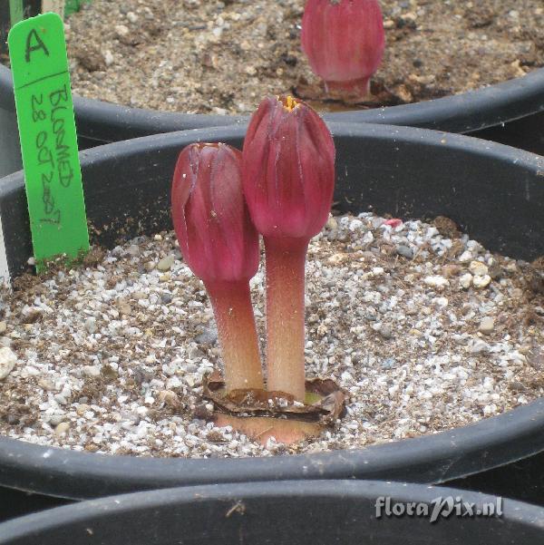 Haemanthus [humilis hirsutus x coccineus]