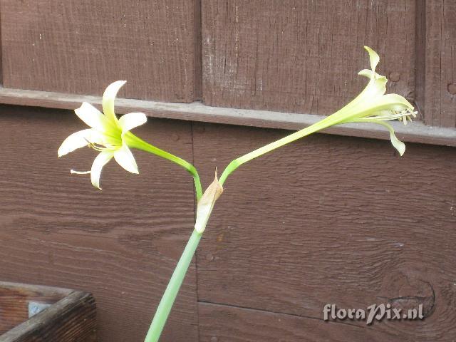 Hippeastrum parodii