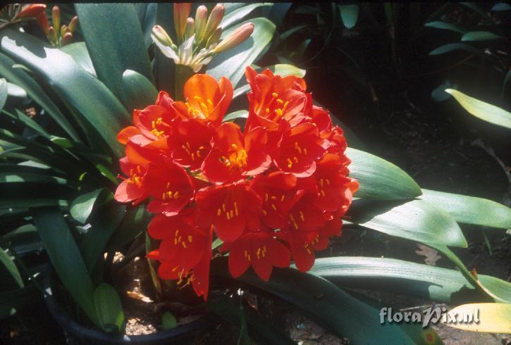 Clivia miniata 