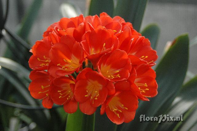 Clivia miniata 