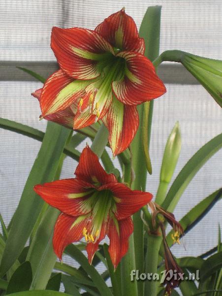 Hippeastrum [papilio x mandonii]