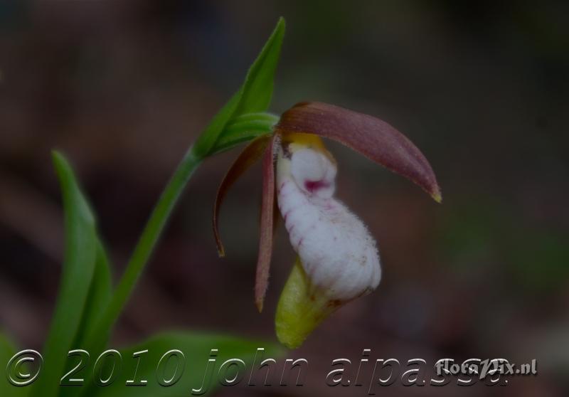 Cypripedium plectrochilon