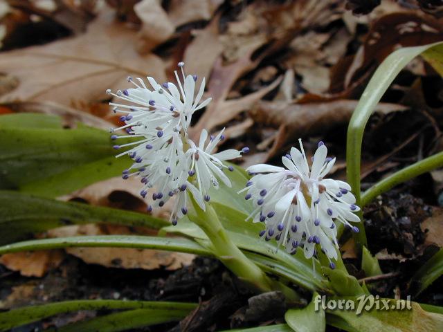 Ypsilandra thibetica