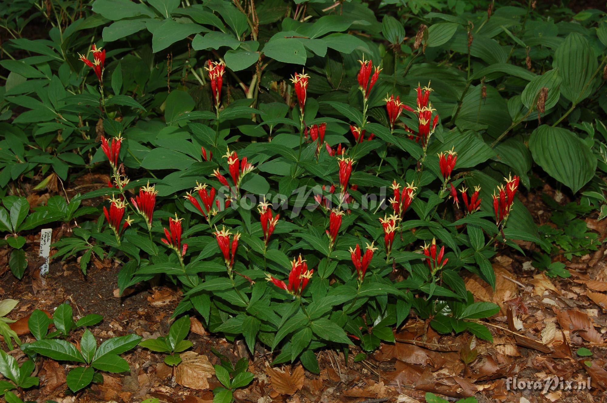 Spigelia marilandica