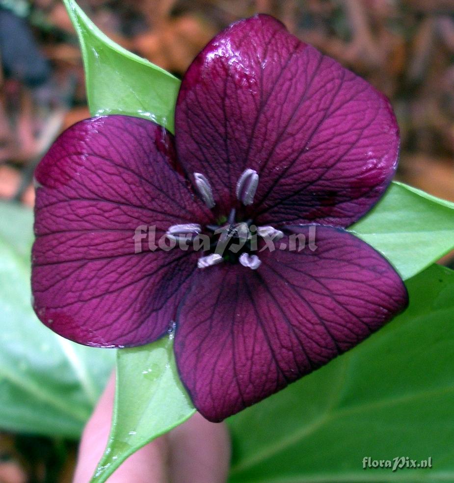 Trillium vaseyi