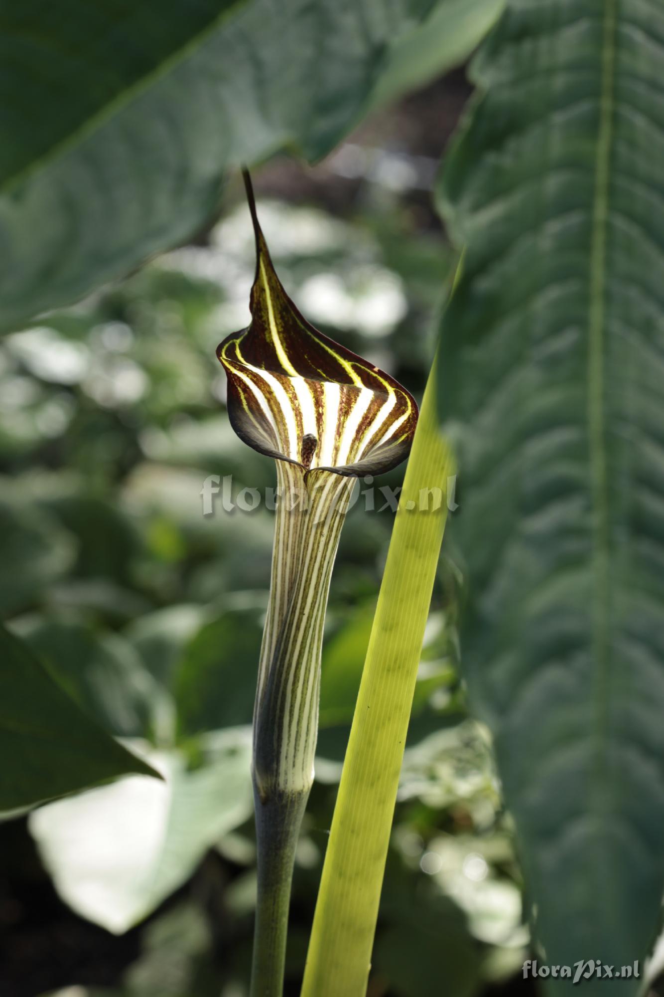 Arisaema concinnum