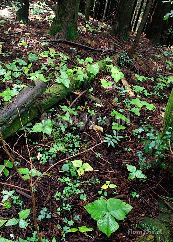 Arisaema ternatipartitum