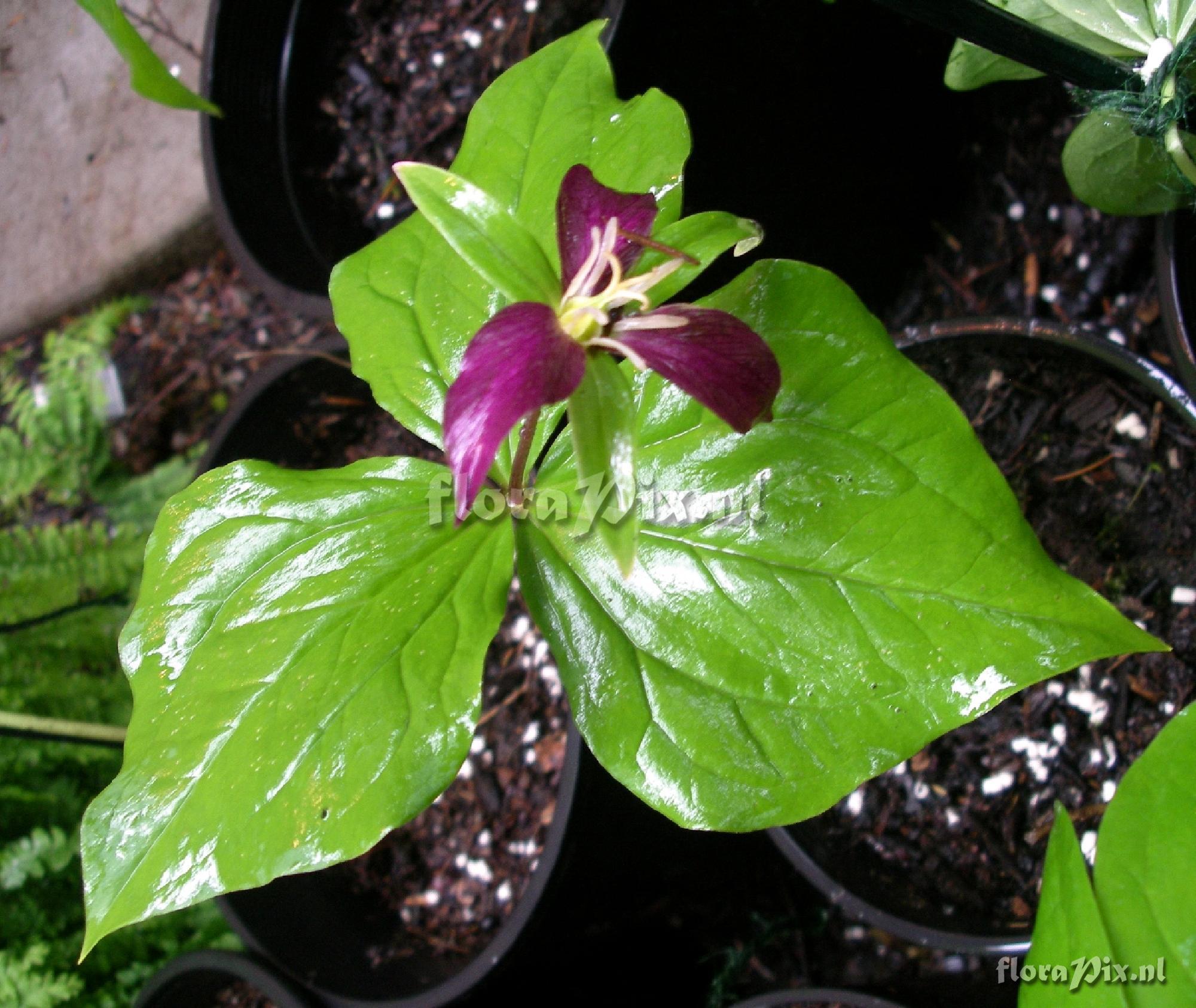 Trillium ovatum