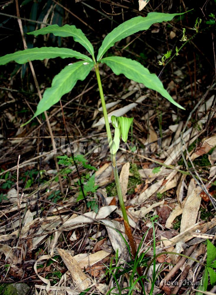 Arisaema ovale var. sadoense