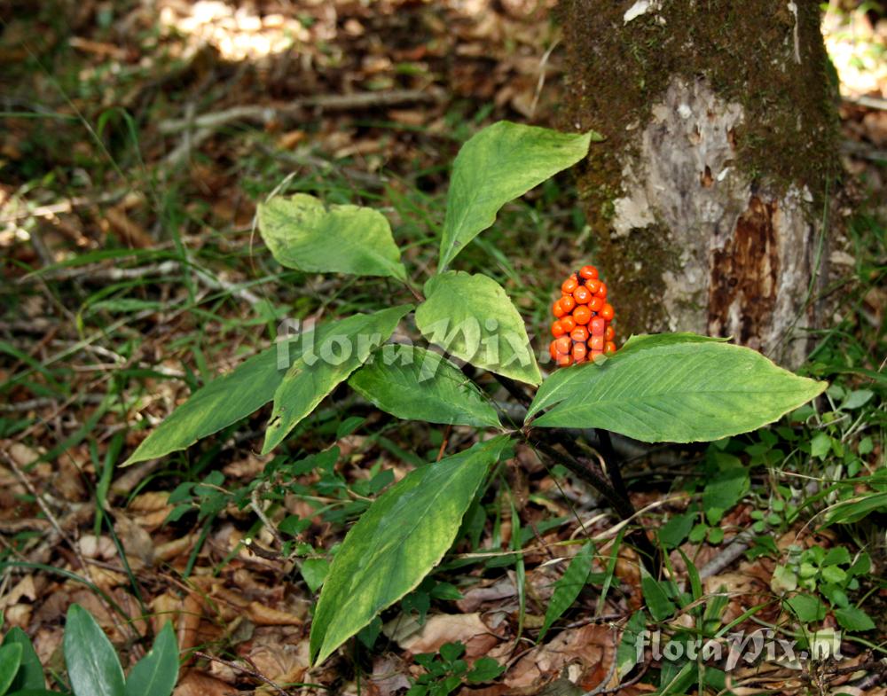 Arisaema nikoense var. australe